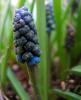 Muscari