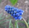 Muscari