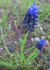 Krda Muscari