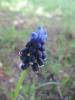 Muscari