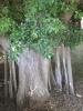 Ficus Benjamina