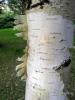 Betula Gvdesi