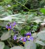 Solanum Dulcamara