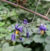 Solanum Dulcamara