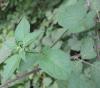 Solanum Dulcamara Yapraklar