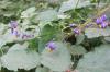 Solanum Dulcamara