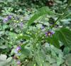 Solanum Dulcamara