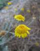 Anthemis tinctoria