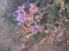 Plumbago