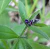 Asperugo Procumbens