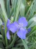 Tradescantia Ohiensis