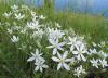 Ornithogalum