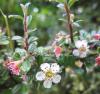 Cotoneaster iekleri