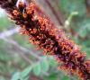 Amorpha fruticosa / Yalanc ivit iekleri