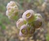 Valerianella Vesicaria