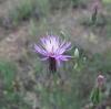 Crupina Crupinastrum