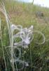 Stipa