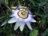 Passiflora Caerulea