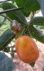 Passiflora Meyve