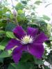 Clematis