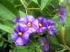 Solanum iekleri