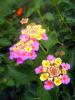 Lantana Camara