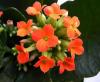 kalanchoe