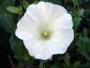 Calystegia Silvatica