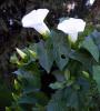 Calystegia Silvatica