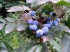 Mahonia Aquifolium