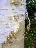 Betula Pendula