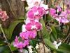 orkide dnyasindan