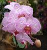 orkide dnyasindan