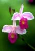 orkide dünyasindan