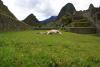 Machu Pichu da keyif