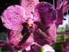 Kim sevmez orkideyi 4