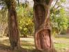Küba da ağaç olmak