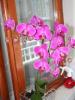 Pembe phalaenopsis