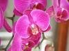 Pembe phalaenopsis