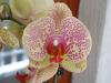 illi phalaenopsis