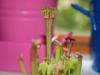 Sarracenia