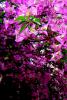 Beugonvillea glabra