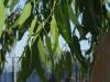 ökaliptüs ağacı yaprakları