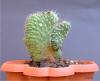 17371-cylindropuntia Imbricata Cristata