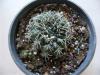 17371-gymnocalycium Baldianum