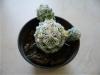 17371-mamillaria Gracilis