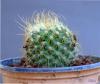 17371-mamillaria Rodantha