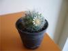 17371-mammillaria 3