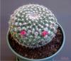 17371-mammillaria Hahniana