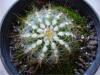 17371-notocactus Magnificus